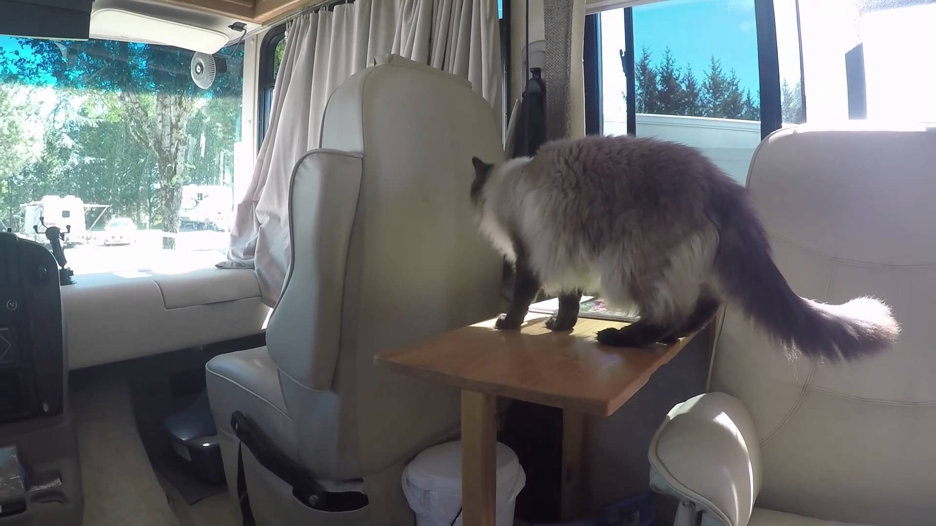 6 Useful Tips For RVing With Cats. Read to Get Ready for a Road Trip