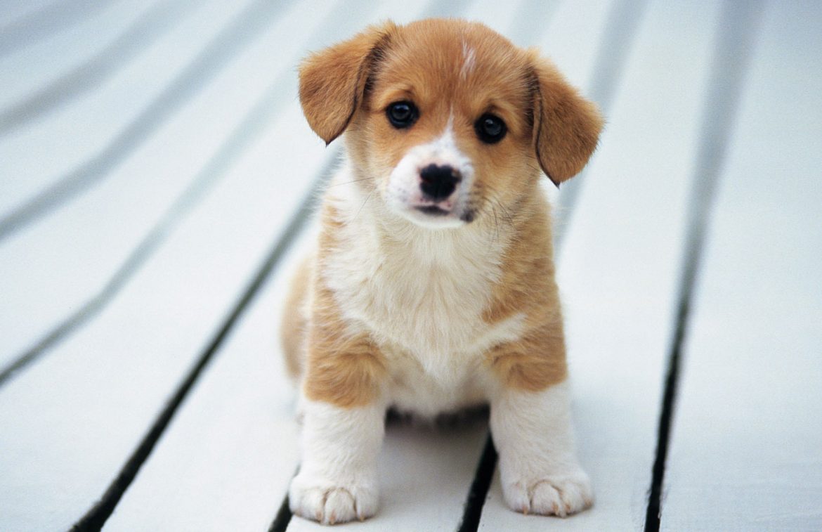 Why are dogs so expensive? 4 tips when buying a puppy